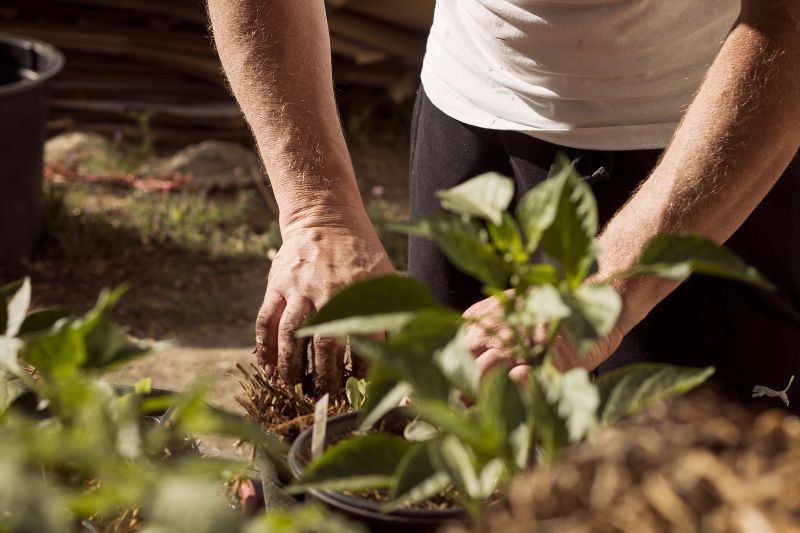 jardinerie-AURIBEAU SUR SIAGNE-min_garden-5315602